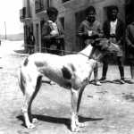Una de las perras que han participado en la exhibición canina de este año