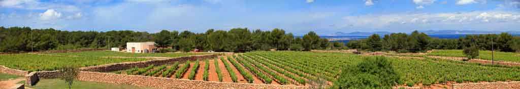 Vista parcial de las catorce hectáreas de viñedos que explota Terramoll en la Mola, en Formentera.