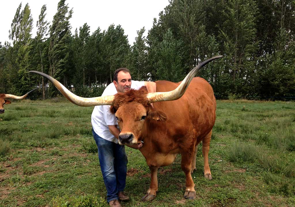 José Gordón posa con uno de los bueyes en su granja de León. Su carne está valorada como las mejores del mundo.