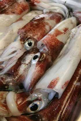Ejemplares de calamar recién pescados. VICENT MARÍ