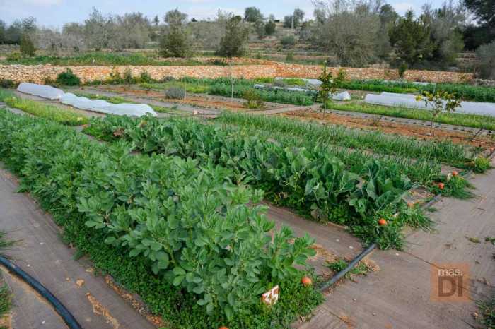 El consumo de productos ecológicos ha aumentado en Eivissa en los últimos años. SERGIO G. CAÑIZARES
