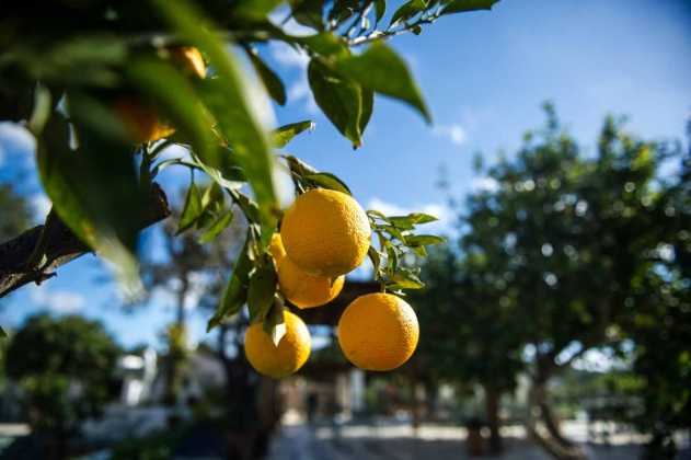 Limones en el campo de Sant Miquel. SERGIO G. CAÑIZARES