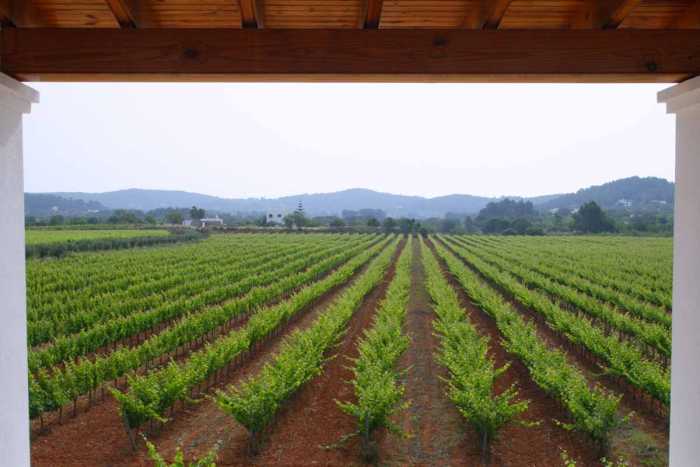 Vista general de los viñedos de Can Rich en Buscastell. BODEGAS CAN RICH