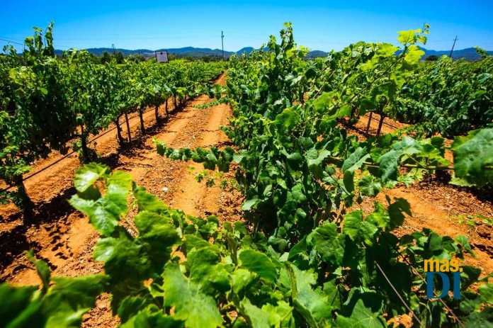 La producción de vino en Eivissa se ha ido especializando y mejorando en los últimos años. SERGIO G. CAÑIZARES
