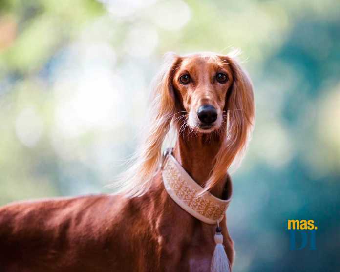 Es esencial conocer las necesidades de cada perro según su raza para darle la alimentación adecuada.
