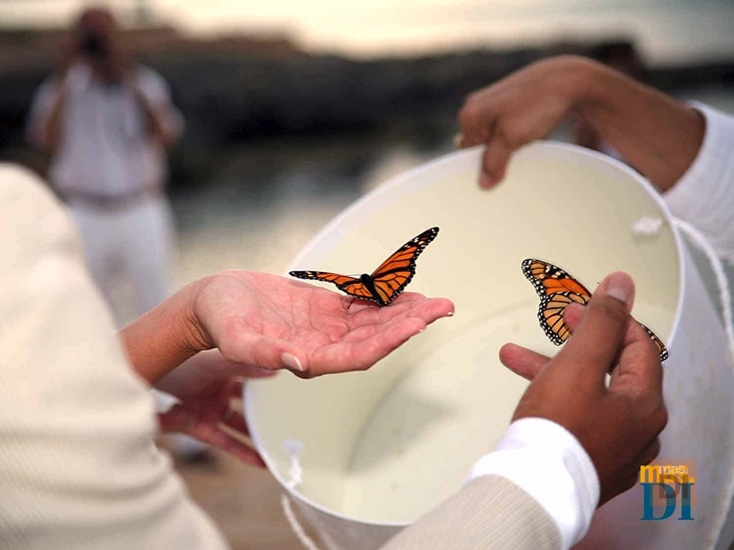 ¿Cómo organizar tu boda? | másDI - Magazine