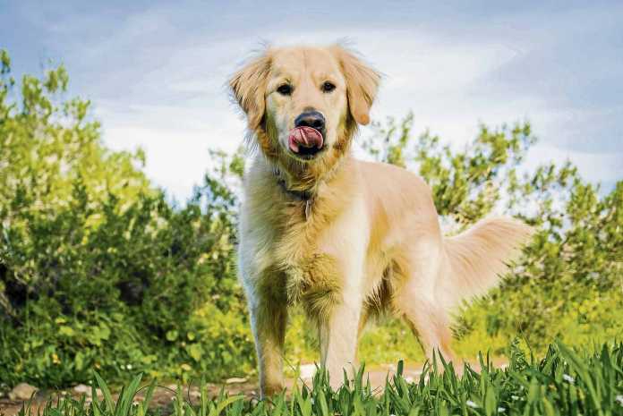 El veterinario recomienda conocer todas las opciones posibles y adaptarlas a las necesidades de cada perro según dónde viva. SERGIO G. CAÑIZARES
