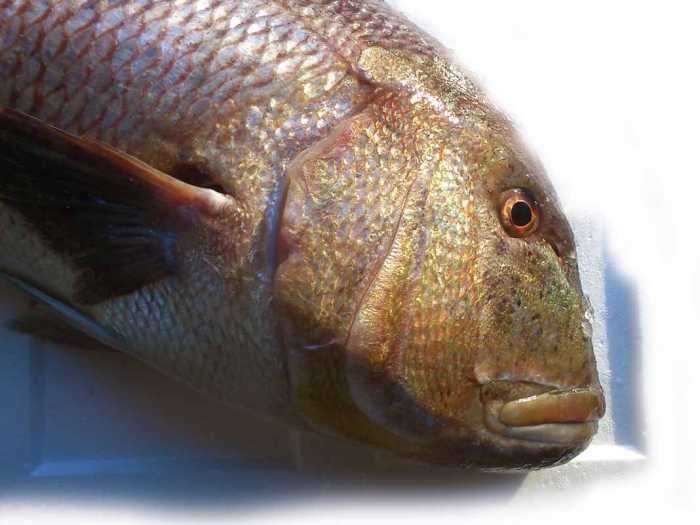 Un dentón, uno de los pescados de alta gama disponibles en Calimax.