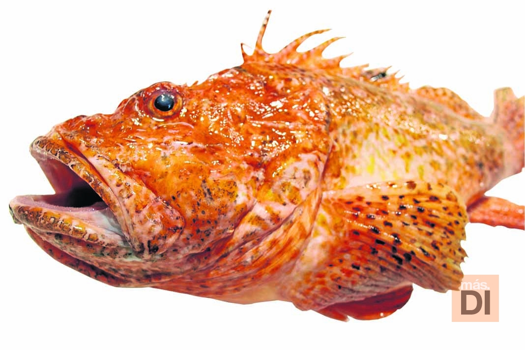 Roja. Este pez mide normalmente entre 30 y 50 centímetros, pero también se han encontrado ejemplares de mayor tamaño. Su peso oscila entre los 300 y los 1.200 gramos.