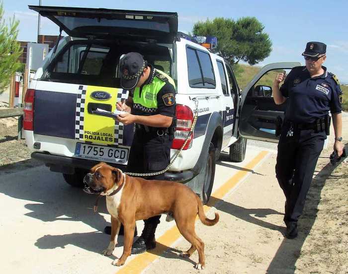 ¿Qué hago si me encuentro un perro abandonado?