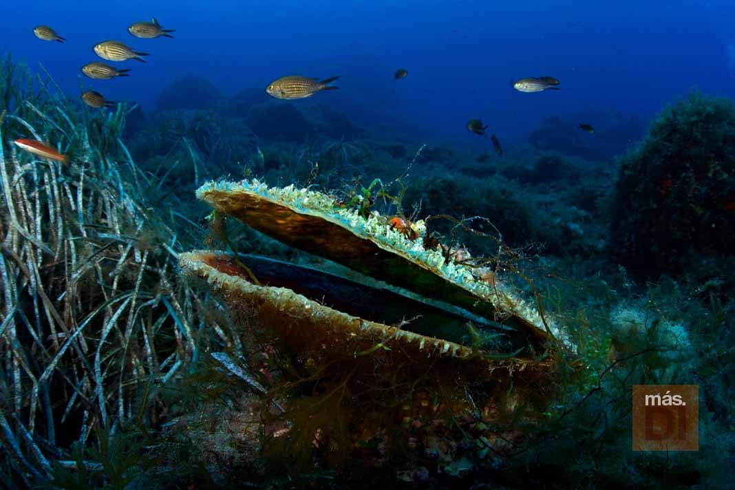 Cambio de mentalidad para devolver la vida al mar | másDI - Magazine