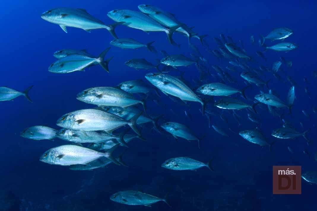 Cambio de mentalidad para devolver la vida al mar | másDI - Magazine