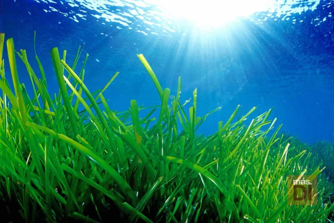 Cambio de mentalidad para devolver la vida al mar | másDI - Magazine