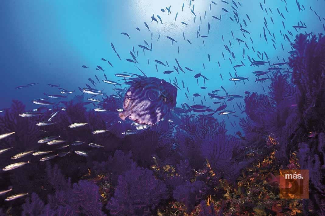 Cambio de mentalidad para devolver la vida al mar | másDI - Magazine