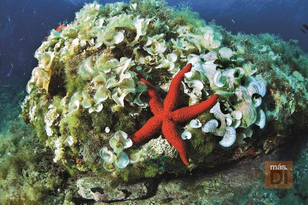 Cambio de mentalidad para devolver la vida al mar | másDI - Magazine