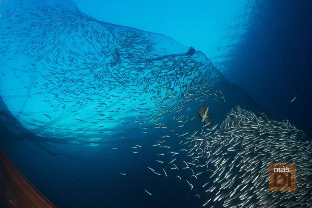 Cambio de mentalidad para devolver la vida al mar | másDI - Magazine