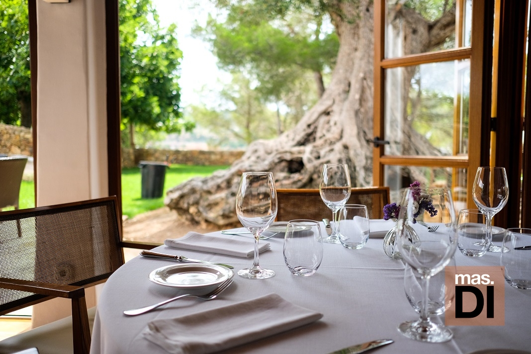 Gastronomía con vistas al olivo milenario en Can Curreu