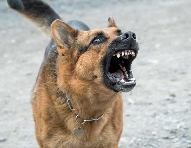 Mascotas. Arca de Noé. Nueva forma de maltrato: dejar mudo a un perro