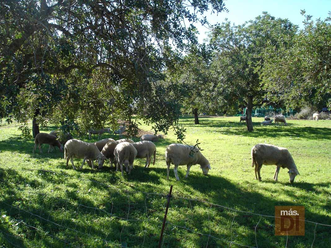 Vivir del campo sí se puede | másDI - Magazine