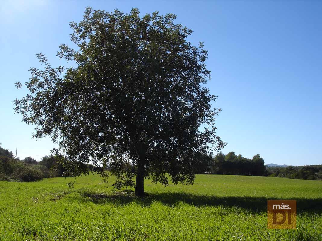 Vivir del campo sí se puede | másDI - Magazine