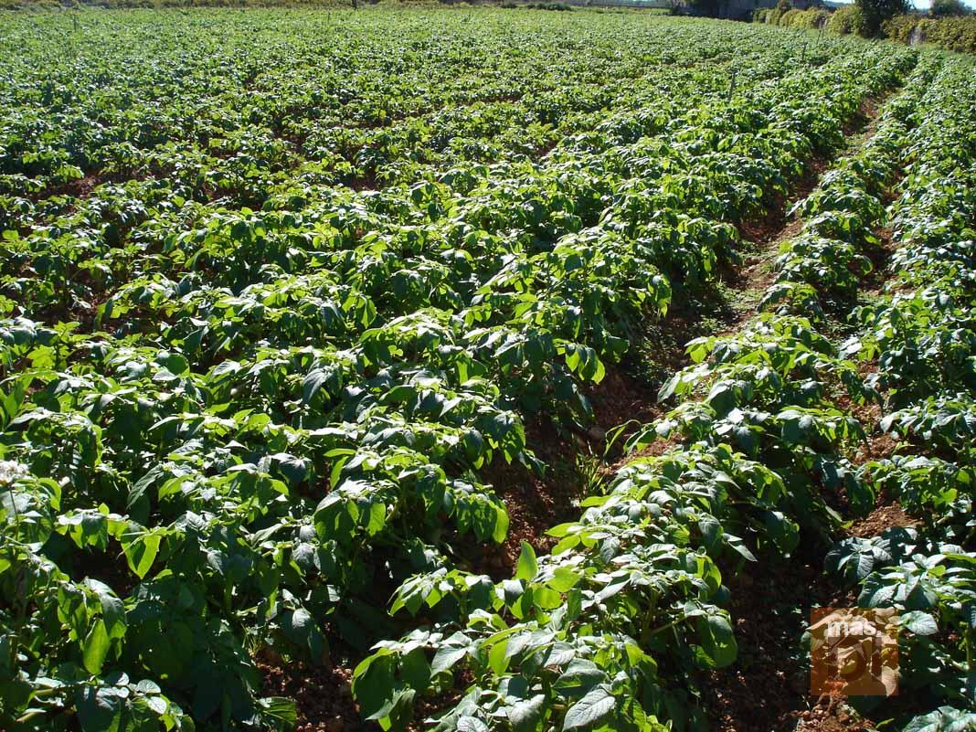 Vivir del campo sí se puede | másDI - Magazine