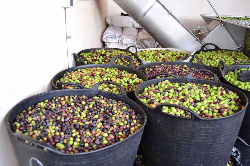 Colecta de olivas en la isla. fotos: D.I.