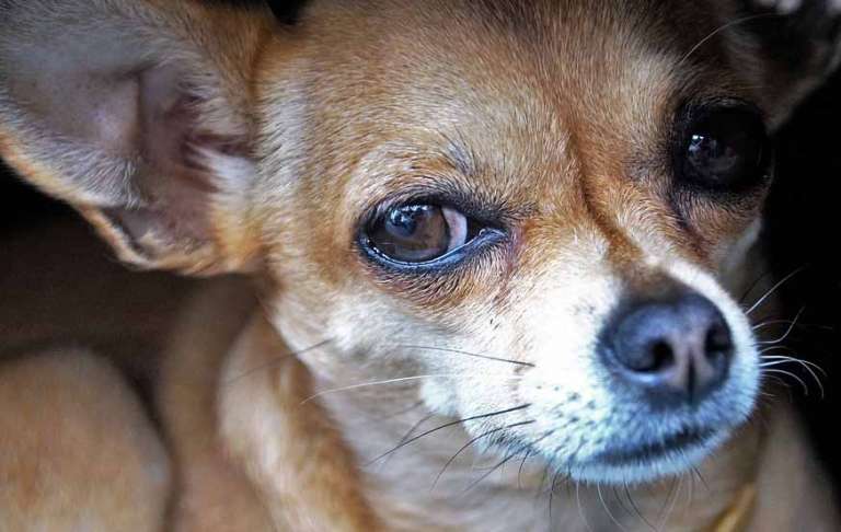 Mascotas. Arca de Noé. Once meses  de maltrato y uno de protección animal