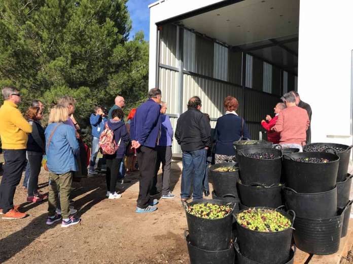 La producción y la calidad del aceite que se elabora en Ibiza despertó el interés de las decenas de personas que se acercaron a la almazara de Sant Joan. D.I. Ibiza Sabor. Talleres. La producción y la calidad del aceite que se elabora en Ibiza despertó el interés de las decenas de personas que se acercaron a la almazara de Sant Joan.