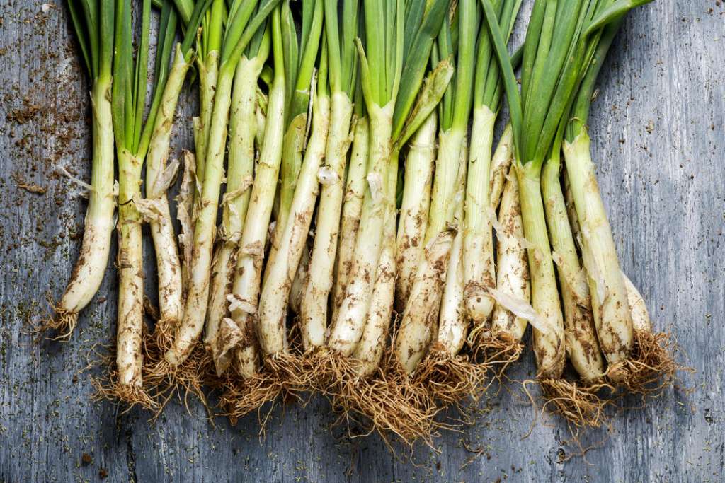 El ‘calçot’ está protegido por una Denominación de Origen. fotos: istock Calçots en Ibiza