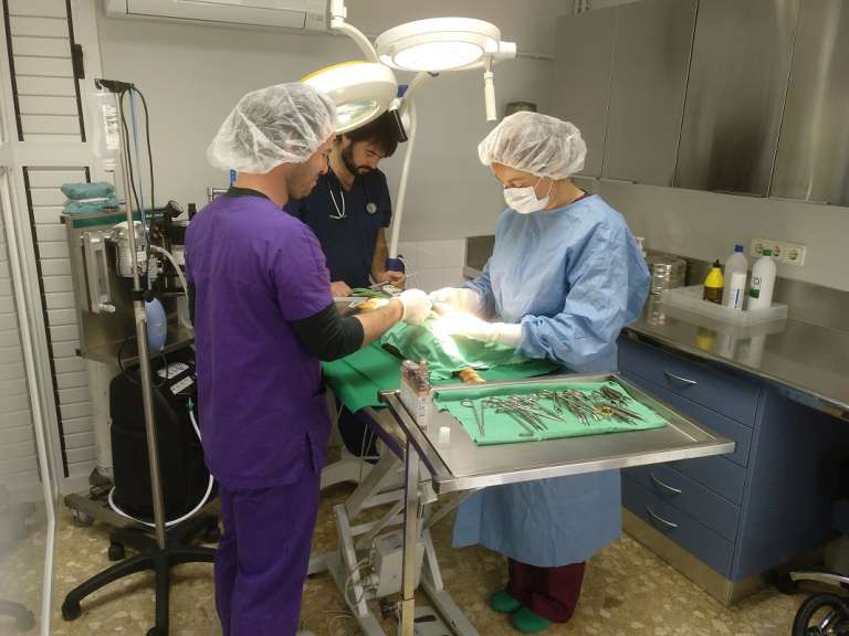 Cirugía rutinaria realizada por el equipo de la Clínica Veterinaria Kans