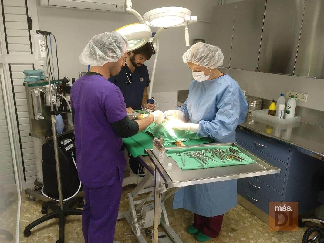 Clínica Veterinaria Kans. Profesionales en  la salud veterinaria