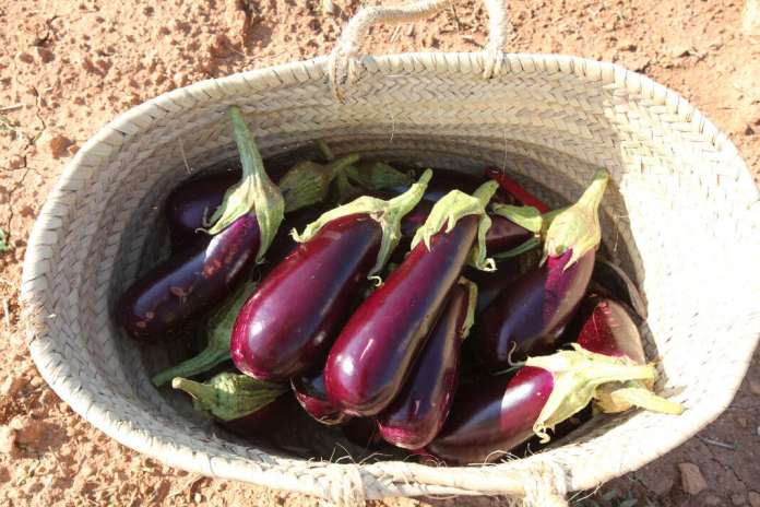 La berenjena ibicenca, que destaca por su color morado brillante, se podrá encontrar en el mercado local bajo el sello de “Sabors d´Eivissa. Varietat Tradicional”. j. a. riera berenjena ibicenca