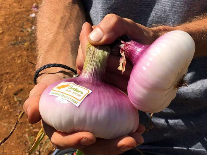 Esta cebolla formada por hojas gruesas cargadas de agua, confiere un gusto suave y fresco a los platos ibicencos. ceba vermella ibicenca