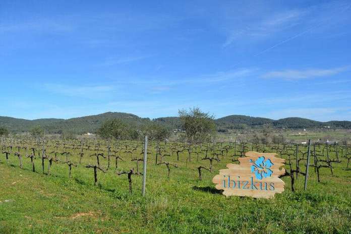 En Ibizkus se da especial importancia al cultivo de la viña con una esmerada agricultura. Foto: Ibizkus En Ibizkus se da especial importancia al cultivo de la viña con una esmerada agricultura. Foto: Ibizkus