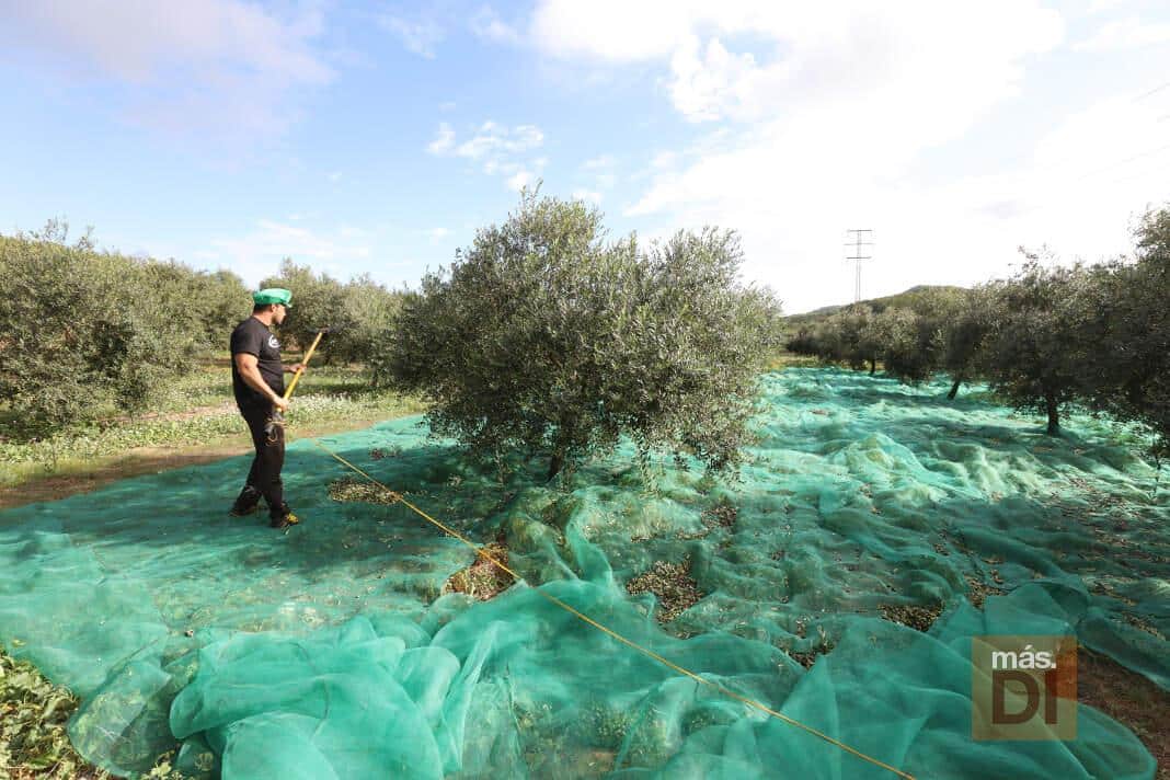 Gastronomía de otoño en Ibiza