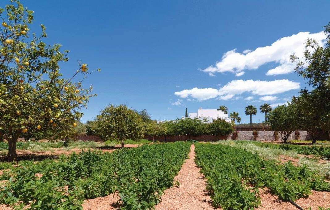 taller de hierbas ibicencas en Fluxà Ibiza
