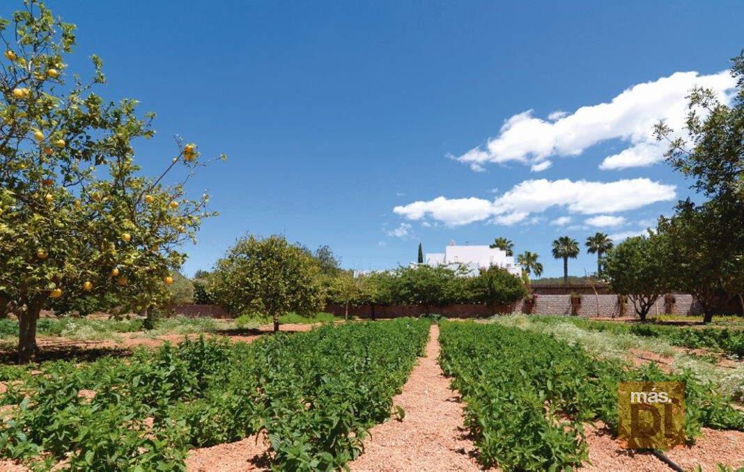 Taller de hierbas ibicencas en Fluxà Ibiza