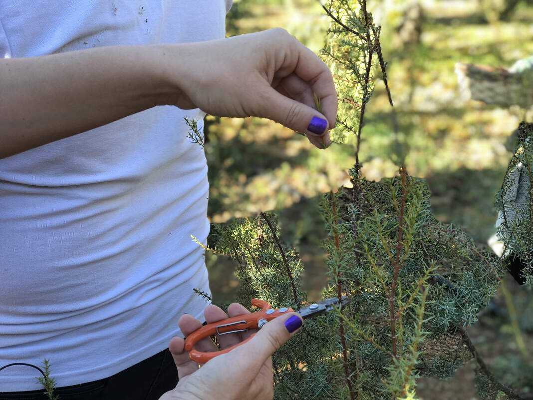 taller de hierbas ibicencas en Ibiza