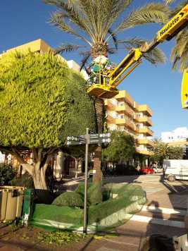 Ibiza Green, servicios de poda a medida | másDI - Magazine