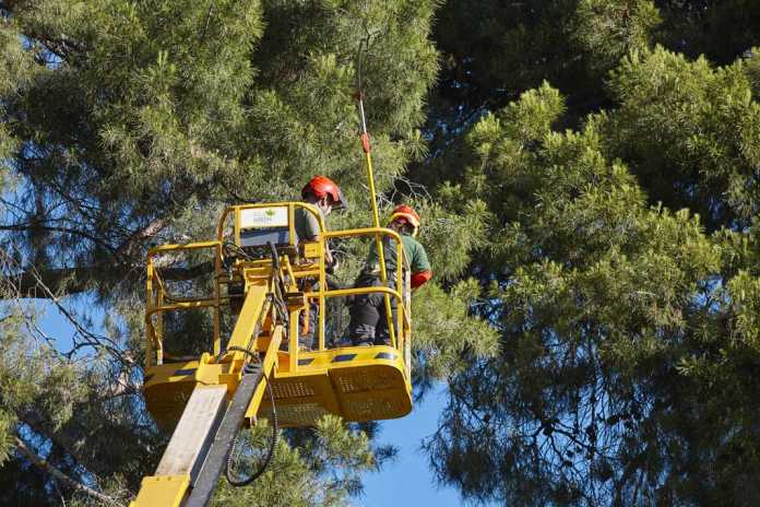 Un correcto mantenimiento de los árboles mejora su salud, previene accidentes y potencia su desarrollo biológico. Ibiza Green Un correcto mantenimiento de los árboles mejora su salud, previene accidentes y potencia su desarrollo biológico. Ibiza Green