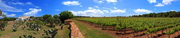 Vista panorámica de los viñedos de la bodega Terramoll en Formentera. AISHA BONET