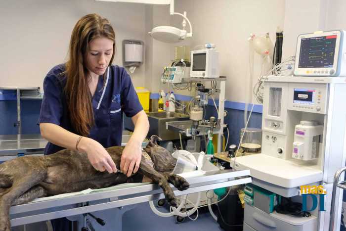 Clinica veterinaria San Jorge, los mejores cuidados para su mascota | másDI - Magazine